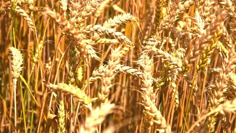 Ripening wheat ears growing in the field. Golden wheat in the noon time Stock Footage 203877705