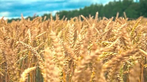 Ripening wheat ears growing in the field. Golden wheat in the noon time Stock Footage 203877706