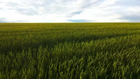 Ripening wheat ears growing in the field Stock Footage 203892158