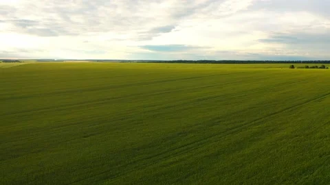 Ripening wheat ears growing in the field Stock Footage 203892159