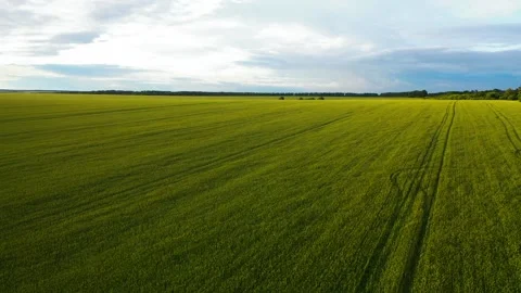 Ripening wheat ears growing in the field Stock Footage 203892169