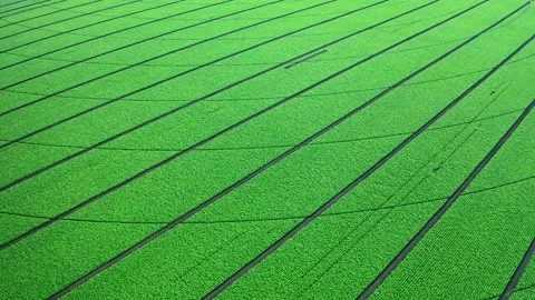 Ripening wheat ears growing in the field Stock Footage 203892170