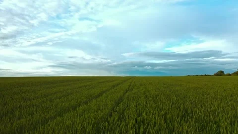 Ripening wheat ears growing in the field Stock Footage 203892187