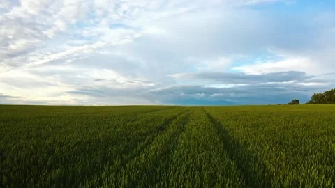 Ripening wheat ears growing in the field Stock Footage 203892198