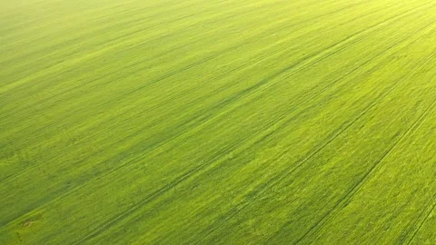 Ripening wheat ears growing in the field Stock Footage 203897742