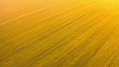 Ripening wheat ears growing in the field Stock Footage 203897763