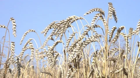 Ripening wheat ears on the stems Stock Footage 158704428