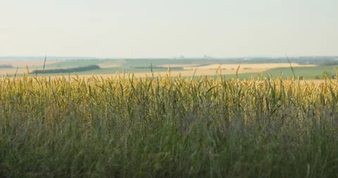 Ripening wheat field with distant rolling hills under a pale summer sky, 8K Stock Footage 339244838
