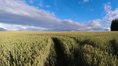 Ripening  wheat field in evening, time lapse Stock Footage 229792795
