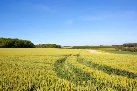 Ripening wheat field Stock Photos