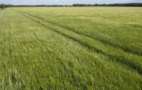 Ripening wheat field Stock Photos