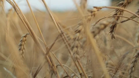 Ripening wheat field. Spikelets of wheat with grain at sunset, ears of wheat Stock Footage 247074777