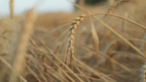 Ripening wheat field. Spikelets of wheat with grain at sunset, ears of wheat Stock Footage 247136640