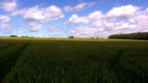 Ripening Wheat in the Field T/Lapse Stock Footage 575408