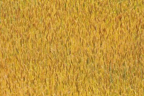 Ripening wheat. Foto stock