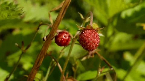 Ripening wild strawberry Stock Footage 252939286