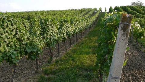 Ripening wine in vineyards for Making Red Or White Wine. Stock Footage 113222453