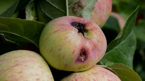 Ripening wormy apples Stock Footage 255774419