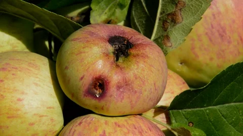 Ripening wormy apples Stock Footage 255774602