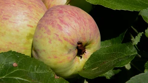 Ripening wormy apples Vídeo Stock 255780893