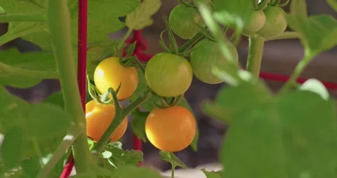 Ripening yellow cherry tomatoes growing on a vine Stock Footage 336770956