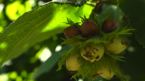 Ripening young hazelnuts growing on a tree branch Stock Footage 343935699