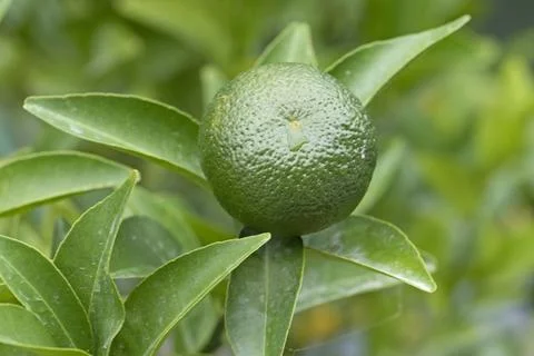 A ripining mandarin orange Stock Photos