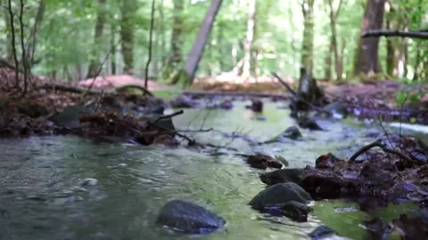 A ripling stream in the forest Stock Footage 147222668