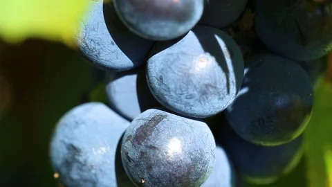 Ripped blue bunch of grape growing in garden on autumn sunny day Stock Footage 105997336