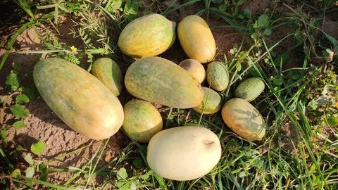 Ripped cucumbers in the field 库存照片