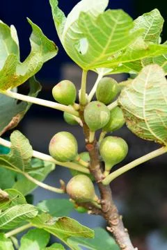 Ripped fig on the tree Stock Photos