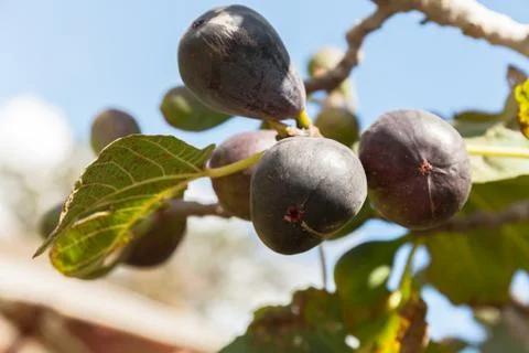 Ripped figs on the tree. natural leaf imperfection. Selective focus. Stock Photos