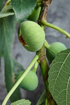 Ripped green figs on the tree Stock Photos