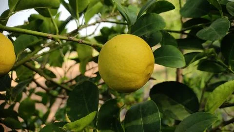 Ripped lemon fruit on lemon tree, close up view Stock Photos