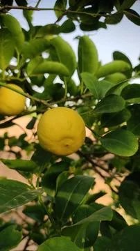 Ripped lemon on the tree Stock Photos