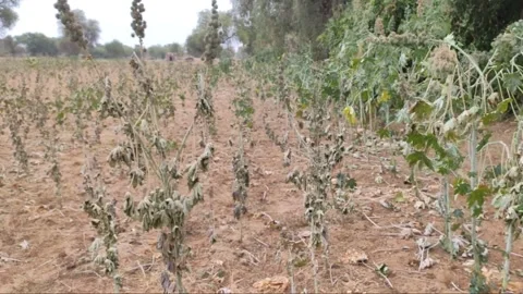 Ripped Ricinus Communis crop drying cause of heavy winter Stock Footage 238978814