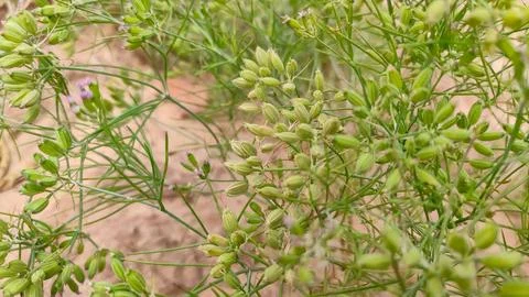 Ripping field of cumin crop, cumin seeds ripping on the plant, close up view Stock Photos