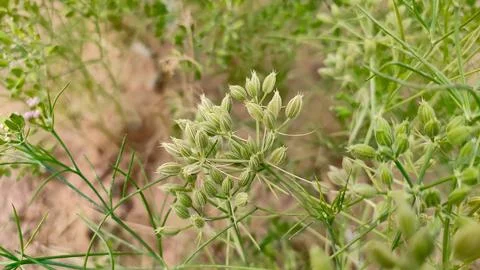 Ripping field of cumin crop, cumin seeds ripping on the plant, close up view Stock Photos