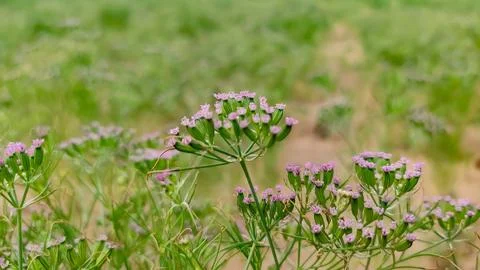 Ripping field of cumin crop, cumin seeds ripping on the plant Stock Photos