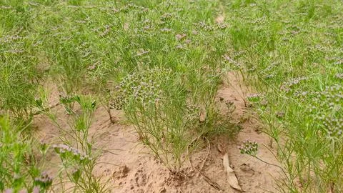 Ripping field of cumin crop, cumin seeds ripping on the plant Stock Photos