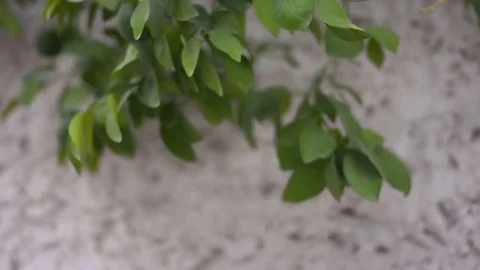 Ripping Lemon From Tree 動画素材 72712995