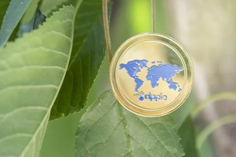 Ripple, cryptocurrency concept, tree-born currency concept. blockchain Stock Photos