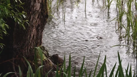 Ripple of the lake surface taken in the forest Stock Footage 89734673