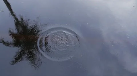 Ripple Palm Tree Pond Reflection Stock Footage 56190211