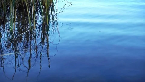 Ripple on Water Surface With Reed 库存影片 76164643