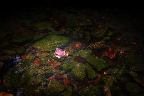 A Rippled Fallen Leaf Stock Photos