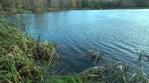 Rippled lake surface with aquatic grass Stock Footage 68901908
