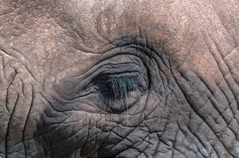 Rippled Patterns and Textures on Head of African Elephant Stock Photos
