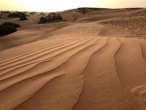 Rippled Sand Dunes at Sunset with Sparse Vegetation Stock Photos