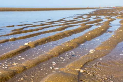 Rippled sand patterns exposed during low tide with shells scattered along t.. Stock Photos